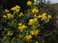 Coronilla valentina ssp glauca 11, Saxifraga-Ed Stikvoort