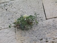 Corydalis acaulis 2, Saxifraga-Jasenka Topic