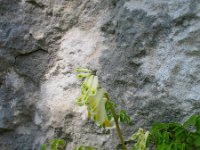 Corydalis ochroleuca 1, Geelwitte helmbloem, Saxifraga-Jasenka Topic