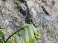 Corydalis ochroleuca 2, Geelwitte helmbloem, Saxifraga-Jasenka Topic