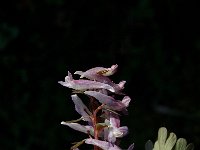 Corydalis solida 3, Voorjaarshelmbloem, Saxifraga-Jan van der Straaten