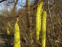 Female flowers and male catkins of Hazel (Corylus avellana)  Female flowers and male catkins of Hazel (Corylus avellana) : catkin, catkins, Corylus avellana, female, flower, flowers, hazel, male, natural, nature, new life, red, shrub, spring, springtime, yellow, young, flora, floral, no people, nobody, outdoors, outside