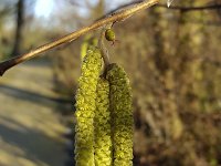 Female flower and male catkins of Hazel (Corylus avellana)  Female flower and male catkins of Hazel (Corylus avellana) : catkin, catkins, Corylus avellana, female, flower, hazel, male, natural, nature, new life, red, shrub, spring, springtime, yellow, young, flora, floral, no people, nobody, outdoors, outside