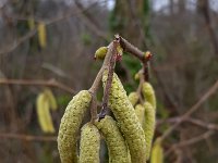 Female flowers and male catkins of Hazel (Corylus avellana)  Female flowers and male catkins of Hazel (Corylus avellana) : catkin, catkins, Corylus avellana, female, flower, flowers, hazel, male, natural, nature, new life, red, shrub, spring, springtime, yellow, young, flora, floral, no people, nobody, outdoors, outside
