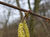 Female flower and male catkins of Hazel (Corylus avellana)  Female flower and male catkins of Hazel (Corylus avellana) : catkin, catkins, Corylus avellana, female, flora, floral, flower, hazel, male, natural, nature, new life, no people, nobody, outdoors, outside, red, shrub, spring, springtime, yellow, young
