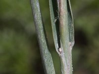 Corynephorus canescens 11, Buntgras, Saxifraga-Rutger Barendse