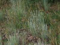 Corynephorus canescens 25, Buntgras, Saxifraga-Hans Boll