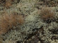 Corynephorus canescens 34, Buntgras, Saxifraga-Hans Boll