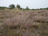 Corynephorus canescens 44, Buntgras, Saxifraga-Willem van Kruijsbergen
