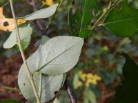 Cotoneaster divaricatus 3, Saxifraga-Rutger Barendse