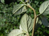 Cotoneaster franchetii 14, Saxifraga-Rutger Barendse