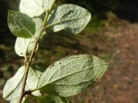 Cotoneaster franchetii 5, Saxifraga-Rutger Barendse