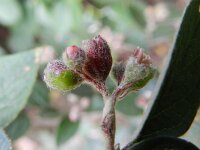 Cotoneaster franchetii 8, Saxifraga-Rutger Barendse