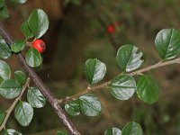 Cotoneaster hjelmqvistii 1, Saxifraga-Rutger Barendse