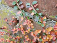 Cotoneaster horizontalis 6, Saxifraga-Rutger Barendse