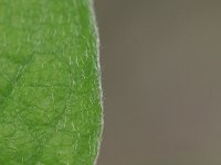 Cotoneaster integerrimus 5, Saxifraga-Rutger Barendse