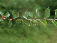 Cotoneaster integerrimus 2, Saxifraga-Jan van der Straaten