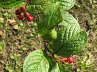 Cotoneaster rehderi 8, Rimpelige cotoneaster, Saxifraga-Rutger Barendse