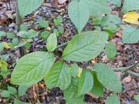 Cotoneaster rehderi 9, Rimpelige cotoneaster, Saxifraga-Rutger Barendse