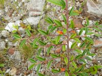 Cotoneaster salicifolius 5, Wilgbladige cotoneaster, Saxifraga-Rutger Barendse