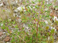 Cotoneaster salicifolius 6, Wilgbladige cotoneaster, Saxifraga-Rutger Barendse