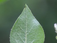 Cotoneaster simonsii 5, Saxifraga-Rutger Barendse