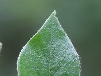 Cotoneaster simonsii 6, Saxifraga-Rutger Barendse