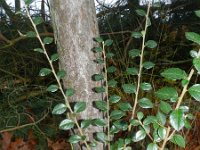 Cotoneaster simonsii 8, Saxifraga-Rutger Barendse