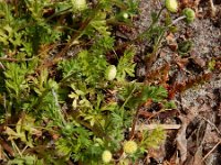 Cotula australis 7, Kamilleknopje, Saxifraga-Ed Stikvoort
