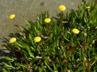 Cotula coronopifolia 28, Goudknopje, Saxifraga-Rutger Barendse