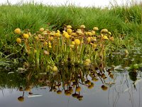 Cotula coronopifolia 48, Goudknopje, Saxifraga-Ed Stikvoort