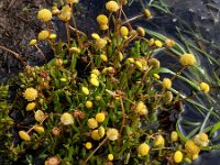Cotula coronopifolia 50, Goudknopje, Saxifraga-Ed Stikvoort
