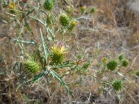 Cousinia armena 1, Saxifraga-Ed Stikvoort