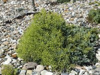 Sea kale with seedballs  Crambe maritima : Growth, Summertime