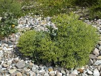 Sea kale with seed balls on pebble beach  Crambe maritima : beach, crambe maritima, growth, pebble, pebbles, plant, sea kale, seaside, seed, seeds, summer, summertime, flora, floral, natural, nature, green