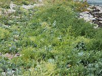 Vegetation of Sea kale on pebble beach  Crambe maritima : beach, crambe maritima, growth, plant, sea kale, seaside, seed, seeds, summer, summertime, pebble, pebbles, flora, floral, green, natural, nature, vascular