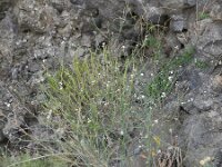 Crambe scoparia 2, Saxifraga-Rutger Barendse