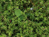 Crassula helmsii 10, Watercrassula, Saxifraga-Hans Boll