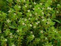 Crassula helmsii 11, Watercrassula, Saxifraga-Ed Stikvoort