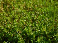 Crassula helmsii 12, Watercrassula, Saxifraga-Ed Stikvoort