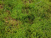 Crassula helmsii 13, Watercrassula, Saxifraga-Ed Stikvoort