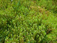 Crassula helmsii 14, Watercrassula, Saxifraga-Ed Stikvoort