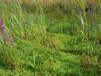 Crassula helmsii 15, Watercrassula, Saxifraga-Ed Stikvoort