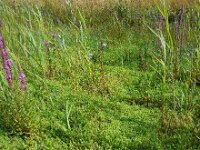 Crassula helmsii 15, Watercrassula, Saxifraga-Ed Stikvoort