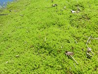 Crassula helmsii 16, Watercrassula, Saxifraga-Rutger Barendse