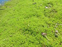 Crassula helmsii 16, Watercrassula, Saxifraga-Rutger Barendse