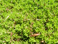 Crassula helmsii 17, Watercrassula, Saxifraga-Rutger Barendse