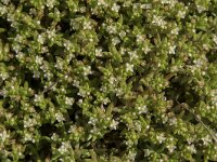 Crassula helmsii 18, Watercrassula, Saxifraga-Willem van Kruijsbergen