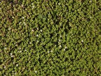 Crassula helmsii 4, Watercrassula, Saxifraga-Peter Meininger