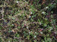 Crassula helmsii 5, Watercrassula, Saxifraga-Rutger Barendse